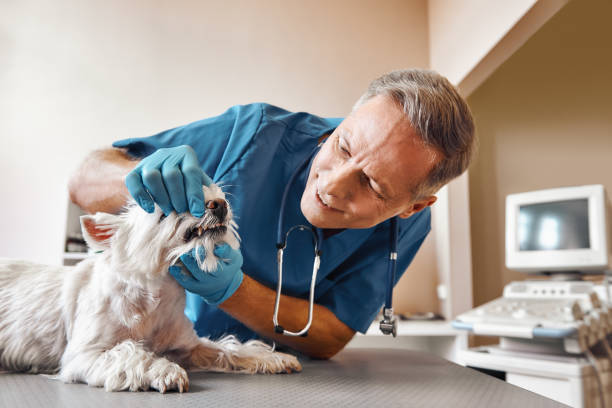 Best Emergency Dental Care for Trauma or Injury in Lake Darby, OH
